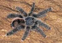 Avicularia juruensis (M2 Peru Purple) młode L1