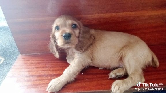 Щенята англійський кокер спаніель