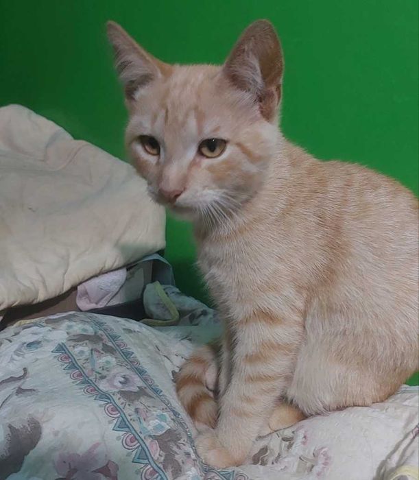 Рыжий котёнок, мальчик