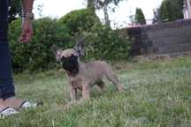 Buldog francuski- RITA