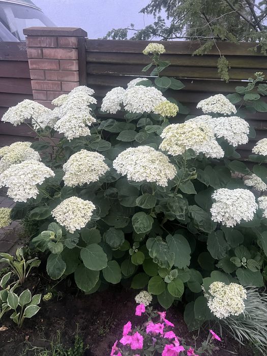 Древовидна гортензія Анабель