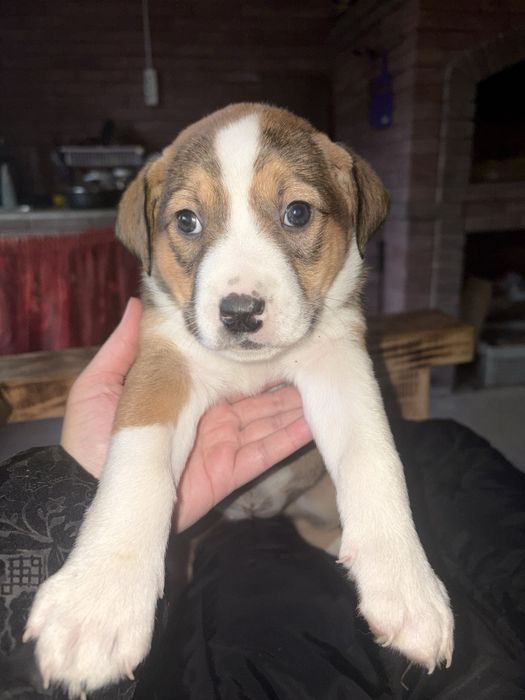 Метис пітбуль безкоштовно