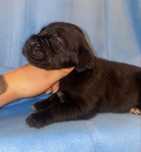 Cane Corso Italiano com LOP