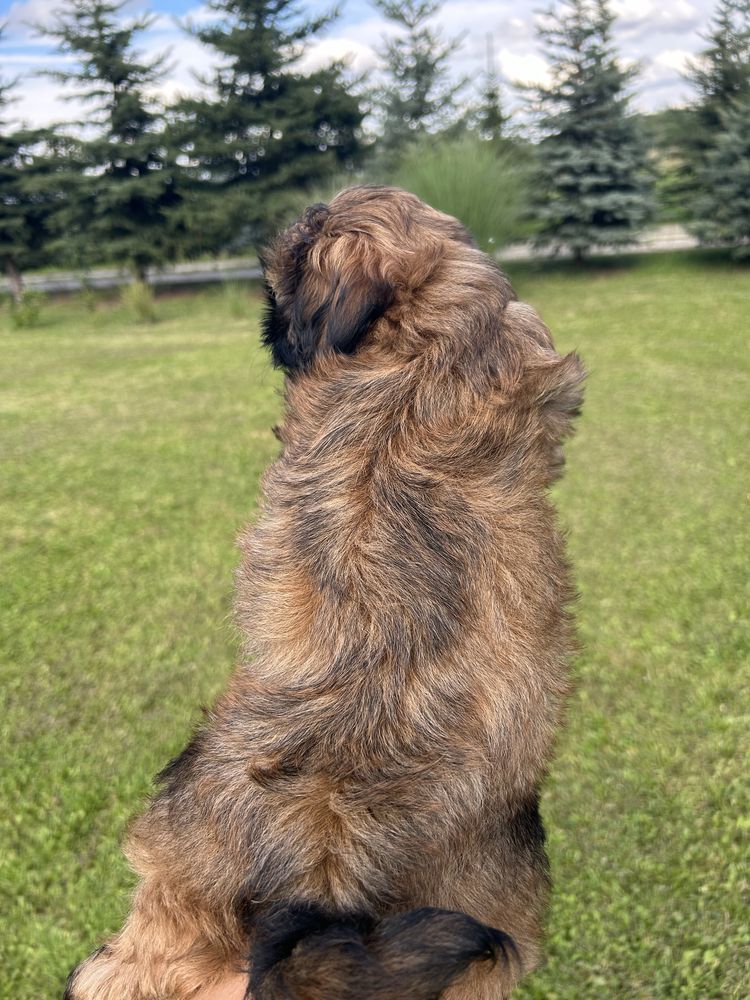 Shih tzu.        .