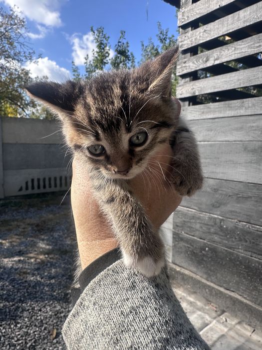 Віддам кошенят безкоштовно в добрі руки.