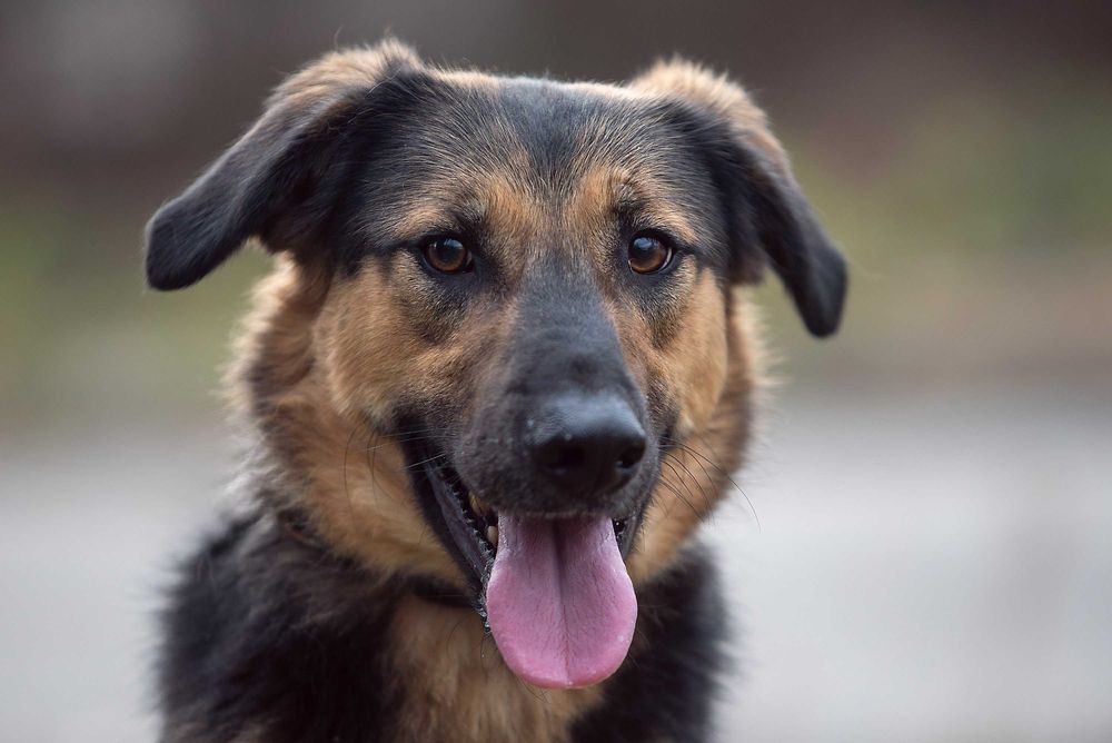 Віддам в добрі руки молодого собаку Кайзера.