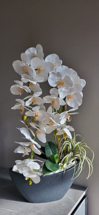 Орхідея декоративна