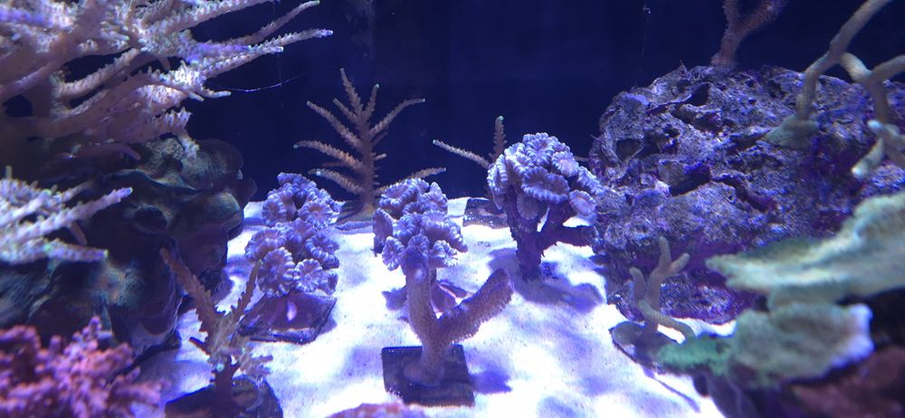 Vendo corais SPS / LPS zona Barcelos