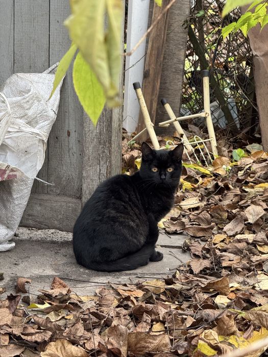 Котики в гарні руки
