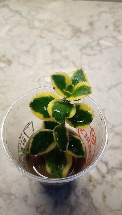 Suculenta - Crassula Sarmentosa