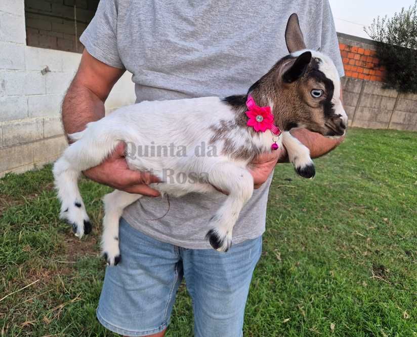 Cabrinha Anã de Olhos Azuis