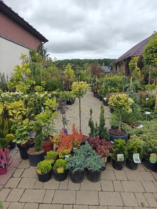 Японські клени, сосни, нівакі, магнолії