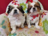 Szczeniak Pekińczyk Nie Shih Tzu