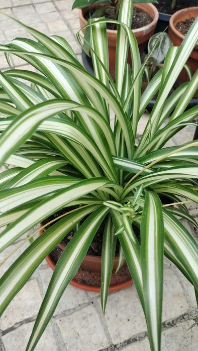 Planta-Aranha (Chlorophytum comosum ‘Vittatum’) — grande e saudável