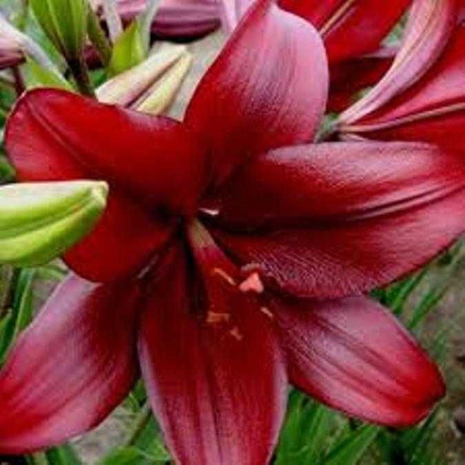 Цибулини  лілій Ред Алерт