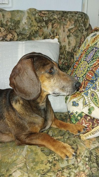 Віддам таксу  Без коштовно