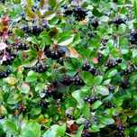 Aronia bardzo dobra soczysta duże owoce 1 kg