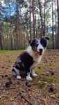 Border Collie piesek blue merle