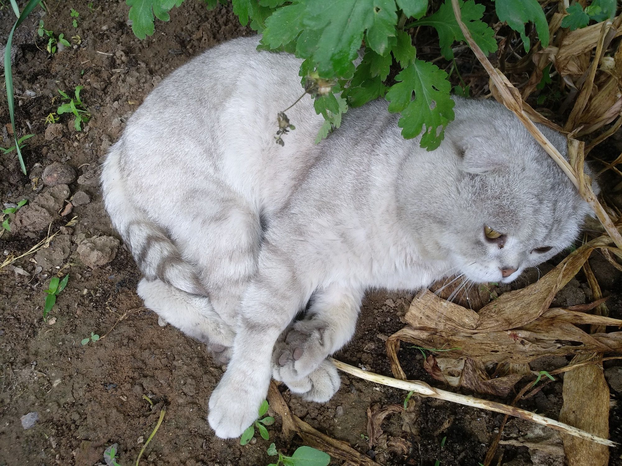 Шотландский кот .Вязка