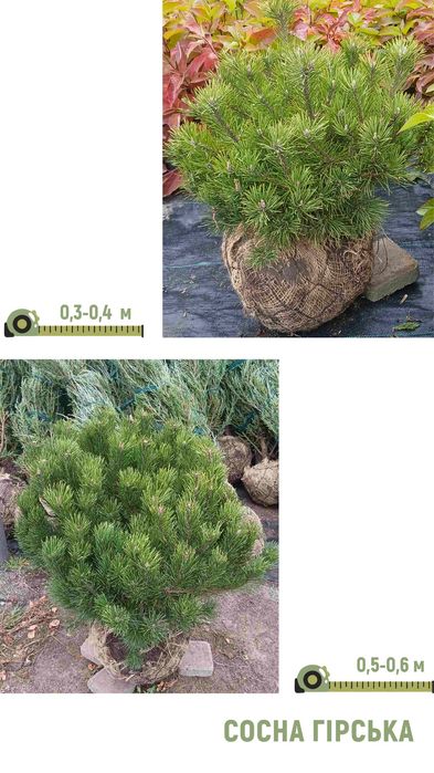 Ялина, туя, сосна, ялиця, піхта, ялівець