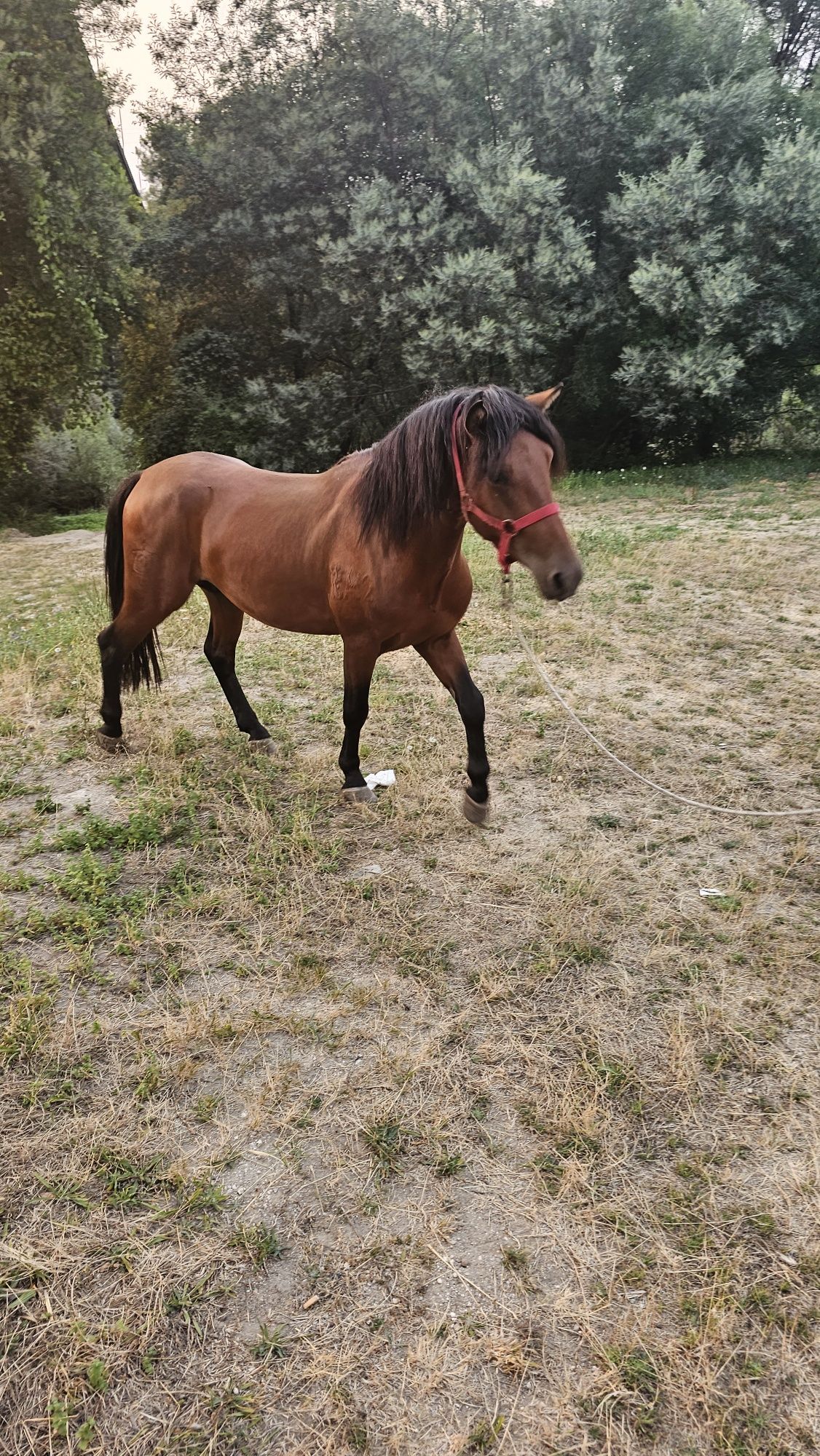 Cavalo garrano para venda ou troca