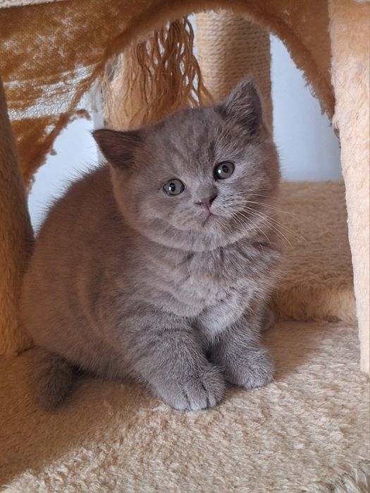 Fêmea  scottish straight lilás