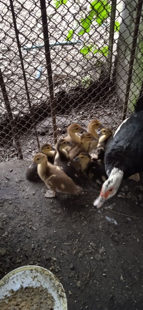Продам каченят индокачки
