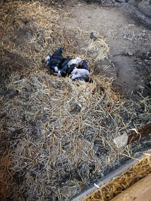 Leitões de boa qualidade