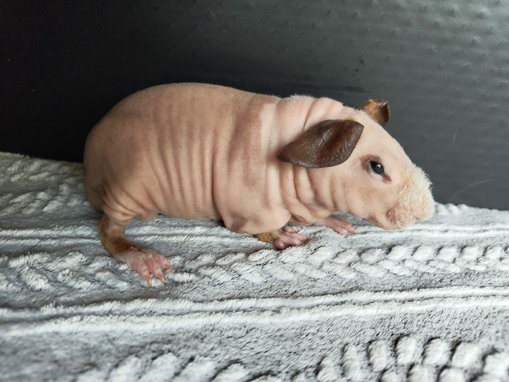Dwa samce, świnki skinny, cavia domowa