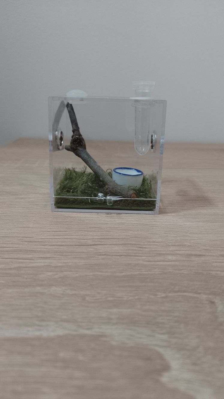 Mini terrarium akrylowe z wystrojem - Skakun Phidippus Regius i inne