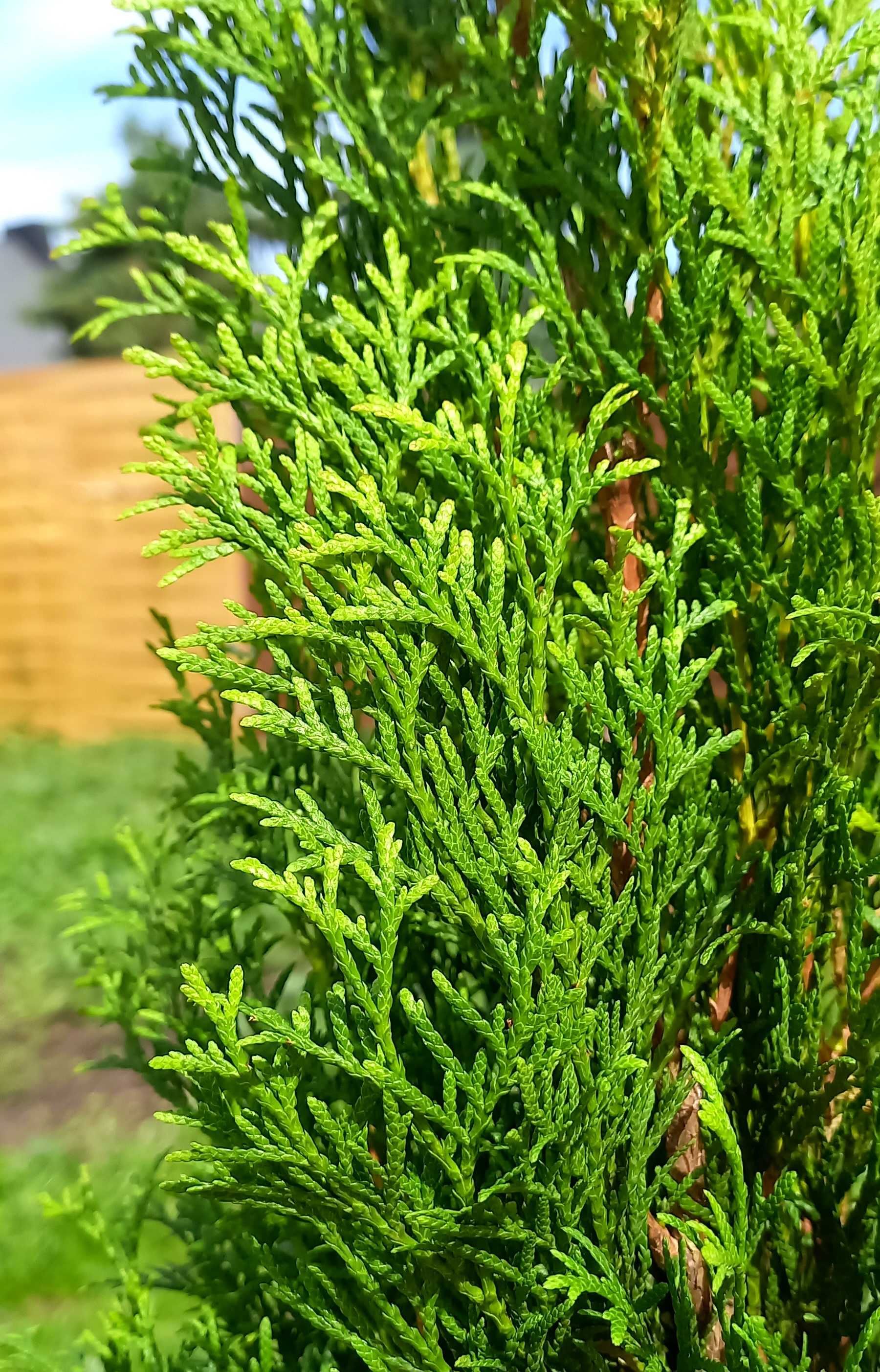 Tuje thuja smaragd szmaragd żywopłot