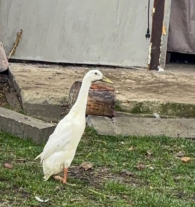 Sprzedam kaczora biegusa indyjskiego