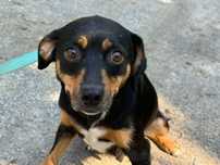 Smutna suczka Doli blaga o adopcje!