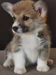 Welsh Corgi Pembroke N/B