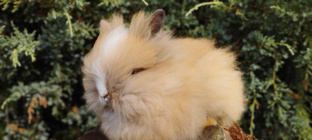 Królik miniaturka karzełek Teddy