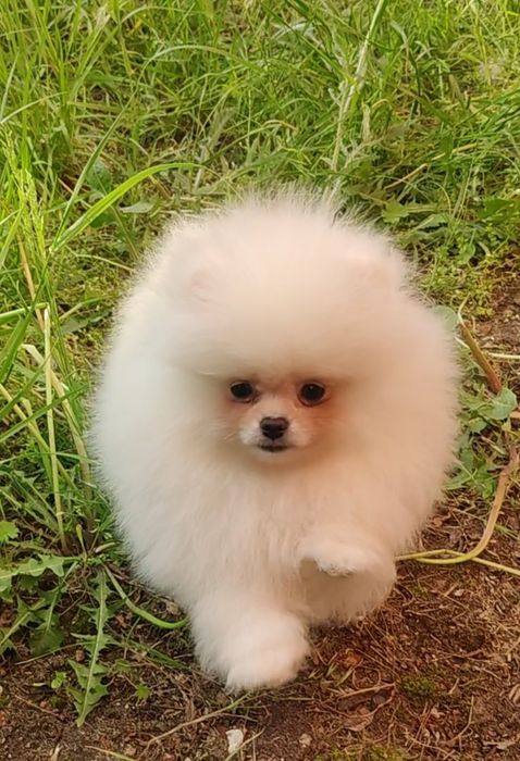 Білий промінчик щастя. Міні дівчинка шпіца