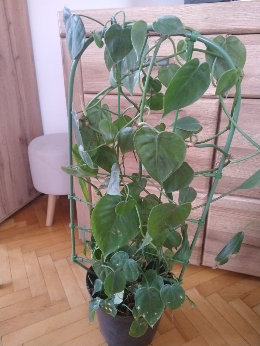 Cztery kwiatki doniczkowe filodendron sansewieria scheflera
