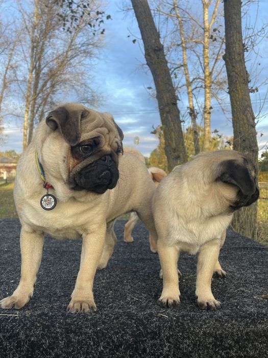 Мопс цуценя хлопчик КСУ, чіпований, привитий ціну знижено