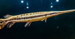 Spotted Gar - Lepisosteus Oculatus 12-15cm