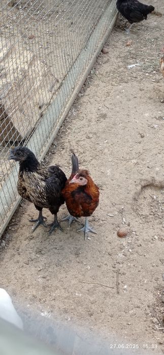 Бентамки куры.     .