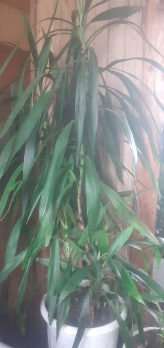 Гіпеаструм, Амариліс, Калла,  Алоє, Калатея, Юка кімнатна.