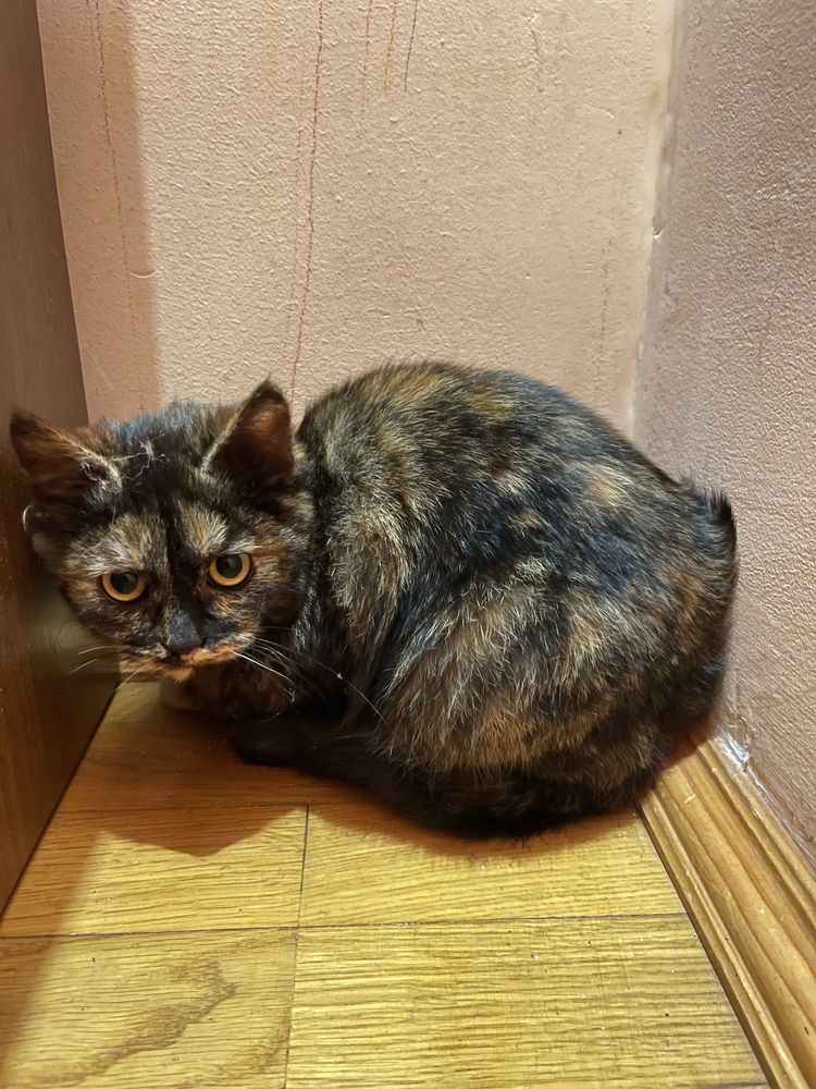 Коти Безкоштовно  2 шт