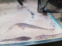 Pseudochemiodon sp. tiger od Neon Zoo