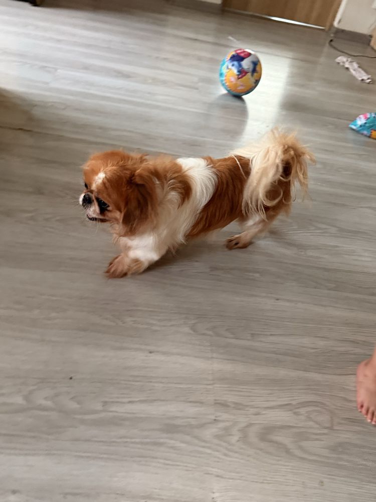 Oddam pekinczyka
