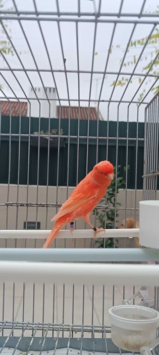 Canário vermelho nevado 2025