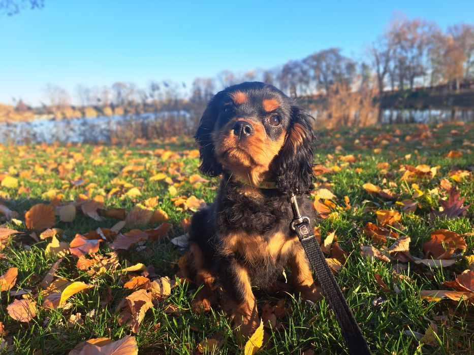 Cavalier King charles spaniel ZKwP/FCI gotowy do odbioru