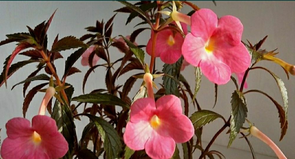 АХИМЕНЕСЫ. Ризомы ахименесов