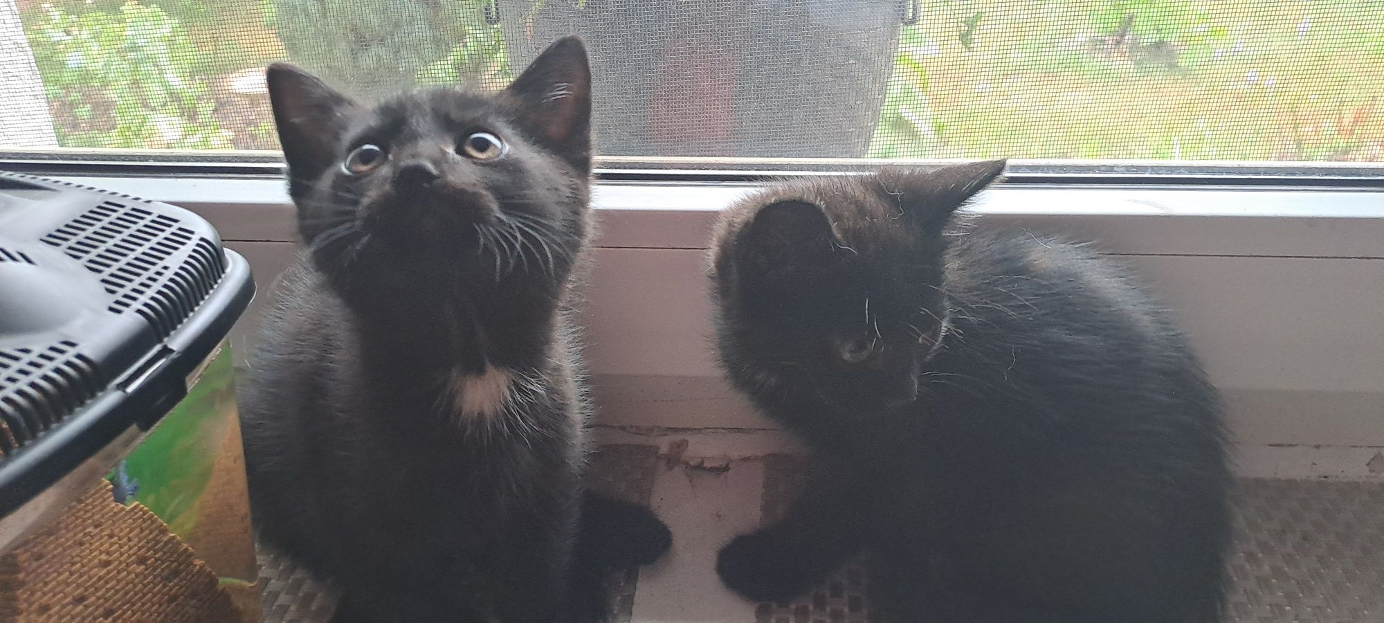 Witam oddam dwa  kocurki w dobre ręce