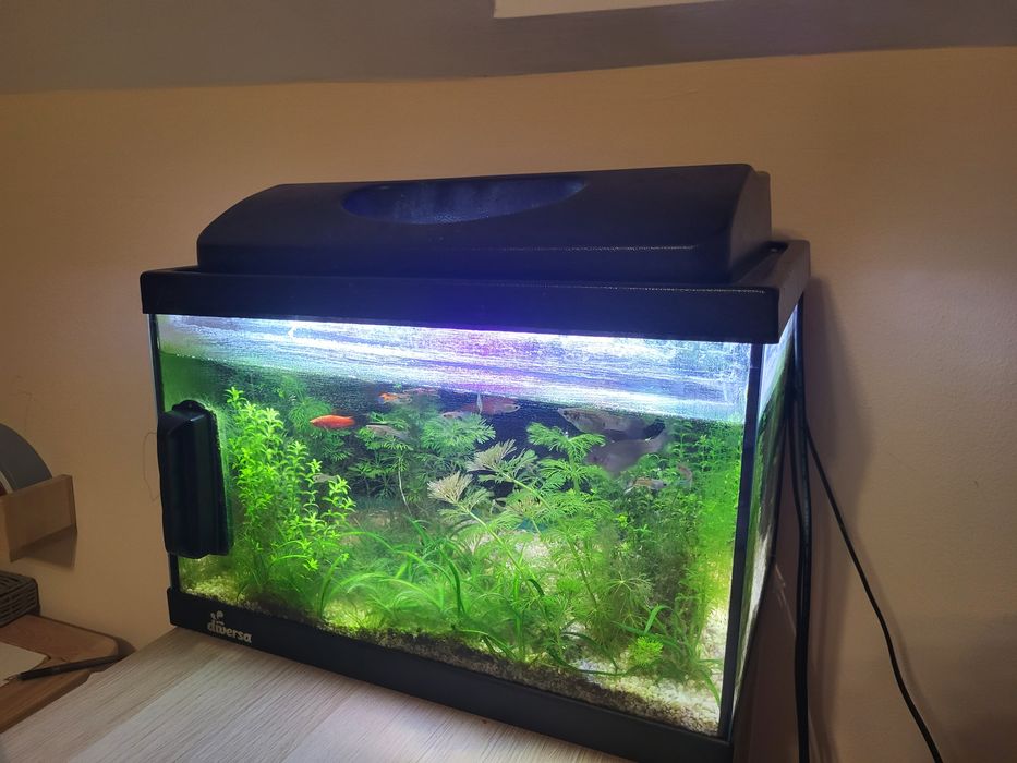 Akwarium 30 litrów komplet wraz z roślinami i rybkami