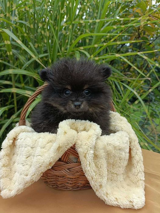 Wzorcowa suczka Małego Szpica umaszczenie black and tam rodzice FCI